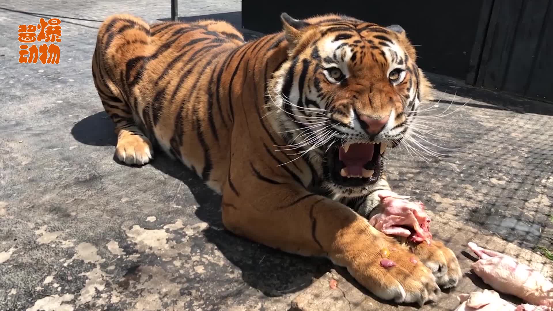京东汽车,“虎”口夺食