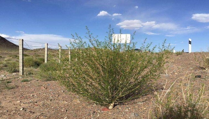 研究人员释放沙漠植物的潜力 用于生产清洁高效能源
