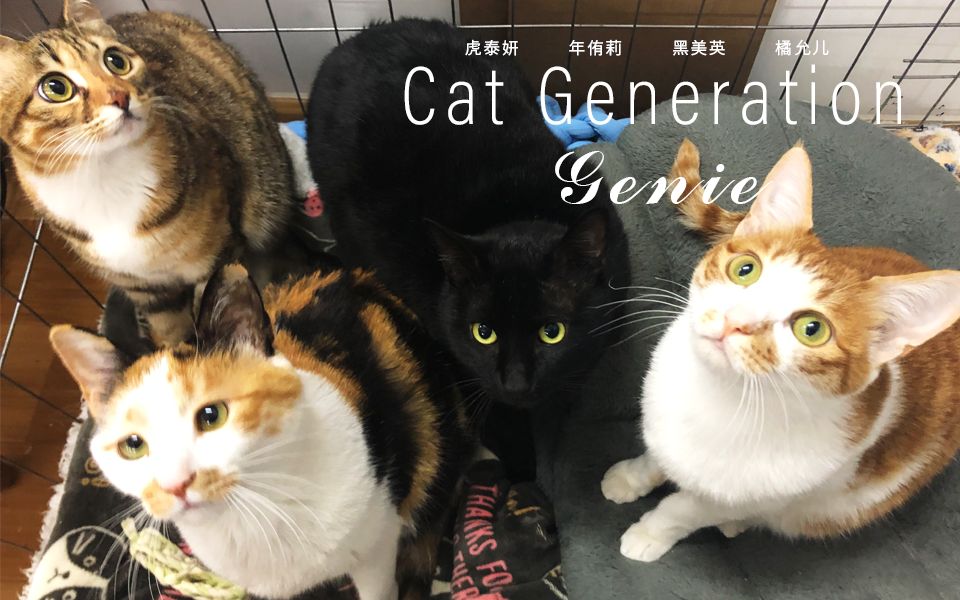 被亏损逼急的4S店：牵手“猫狗虎”、向主机要政策、开辟第二车间…狂卷售后是出路吗？