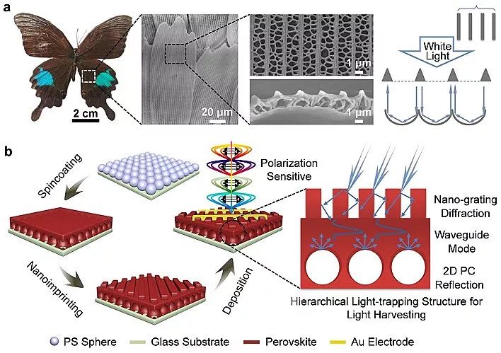 受蝴蝶启发 研究人员开发出由磁场驱动的柔性机器人机翼