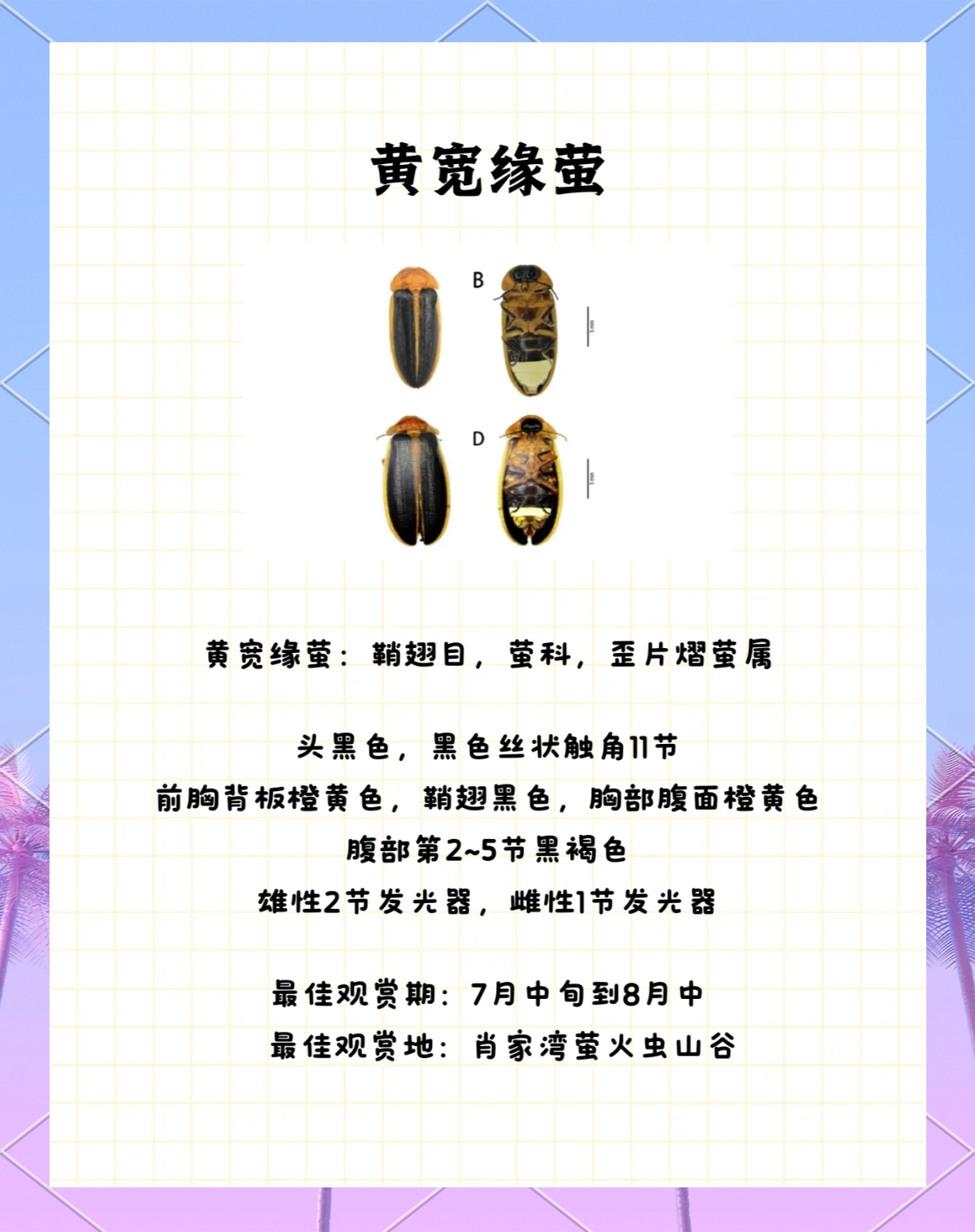 预售价14.88万元 firefly萤火虫将于4月上市