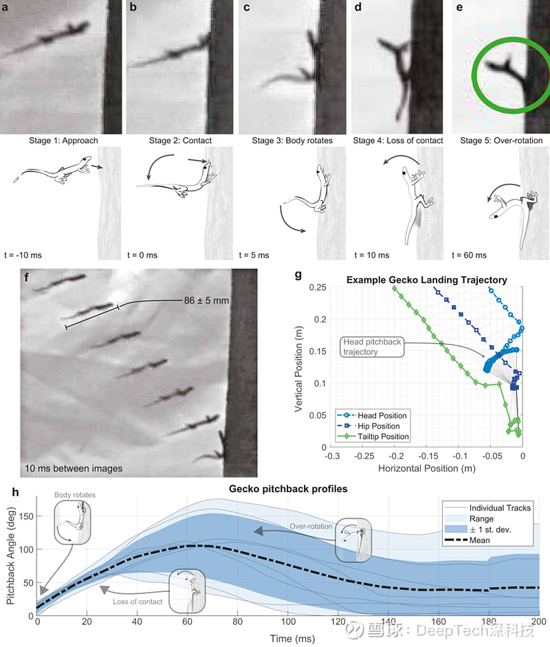 美国大学受松鼠启发研发单腿跳跃机器人 可在狭窄支撑物上平稳着陆