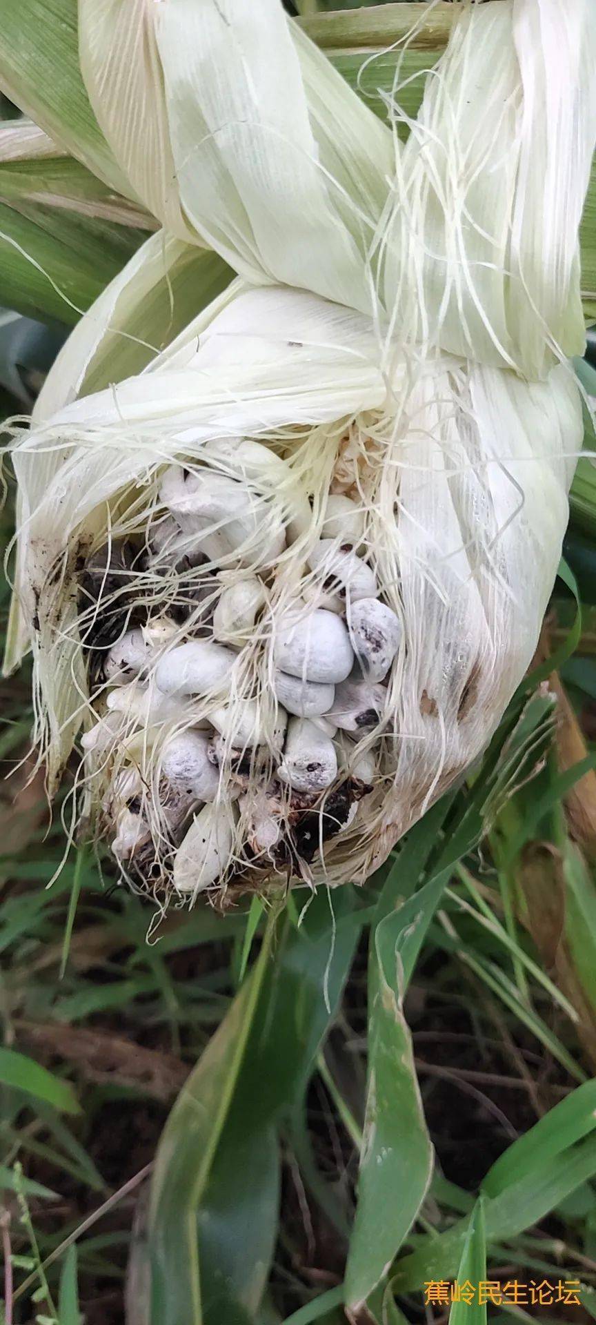 玉米有奇用 华盛顿州立大学利用玉米蛋白提高锂硫电池的性能