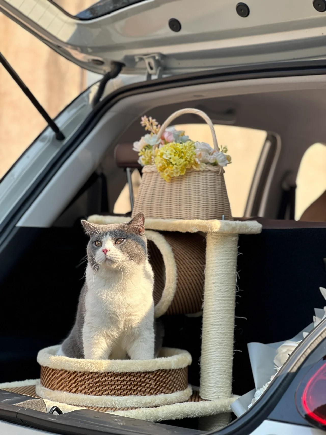 至高20000元叠加补贴 2025款五菱缤果置换补贴价5.18万起