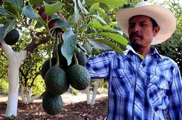 晓莺说｜50%关税之后，墨西哥还是机会吗？